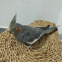 فروش عروس هلندی ماده  مولد