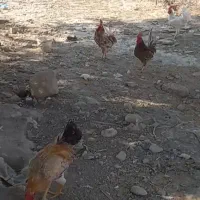 خروس
