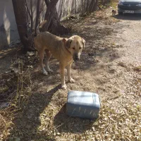 واگذاری عراقی نر ۱۳ ماه|سگ|هیر, |دیوار