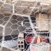 کفتر جفت ساده اتیشی وساده سیاه|پرنده|رضویه, |دیوار