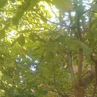 .سفرتاصد کار باغ میکنم