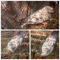 ی جفت کفتر با جوجه فروش نقد و معاوضه|پرنده|تهران, کرمان|دیوار