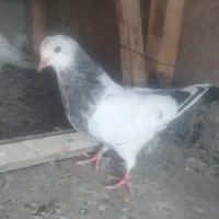 جوجه کبوتر فروشی ۳ عدد