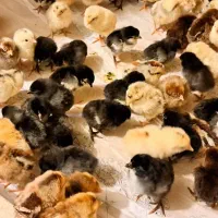 جوجه محلی عربی اصل|حیوانات مزرعه|بندر ماهشهر, |دیوار