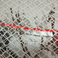 فنچ|پرنده|مشهد, حسین‌آباد|دیوار