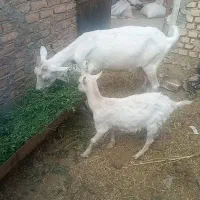 بره ماده غزل افشار اصل و بزغاله سانن اصل|حیوانات مزرعه|بیرجند, |دیوار