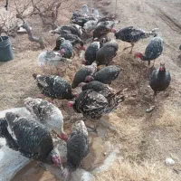 کبوتر بوقلمون|حیوانات|دشتابی, |دیوار