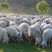 گوسفند شکم خالی قربانی زنده