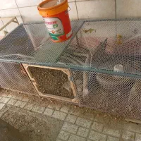 قفس آهنی محکم قیمت مناسب