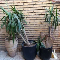 دوعددگل طبیعی