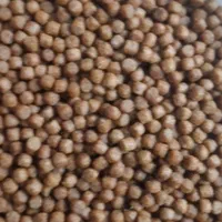 ماهی کوی در انواع رنگ و نژاد(حتی تکی)|ماهی|رشت, جانبازان|دیوار