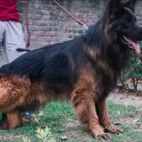 ۳ قلاده توله ژرمن شپرد شولاین