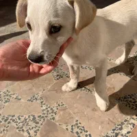 واگذاری توله سگ اشپیتز|سگ|قائمشهر, |دیوار