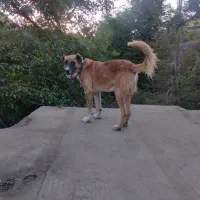 واگذاری سگ سرابی گله و نگهبان|سگ|مشهد, کوی المهدی|دیوار