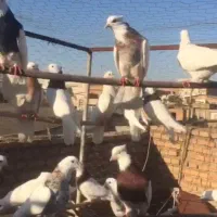 کبوتر طوقی هفت رنگ