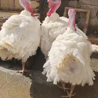 بوقلمون کاملا ارگانیک و طبیعی بزرگ شدن
