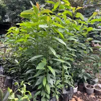 نهال آواکادو بیکن سبز|گل و گیاه طبیعی|پره‌سر, |دیوار