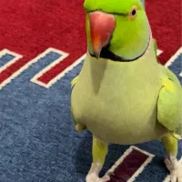 طوطی ملنگو سخنگو|پرنده|بردسیر, |دیوار