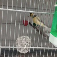 قناری نر|پرنده|پاکدشت, پاکدشت (مامازند)|دیوار