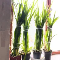 گل گندمی زیبا|گل و گیاه طبیعی|طرقبه, |دیوار