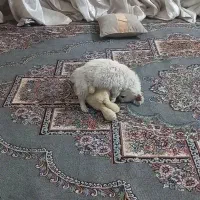 توله پامرمیکس