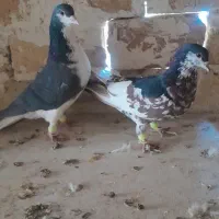 کبوتر شیرازی|پرنده|شاهین‌شهر, شهرک گلدیس|دیوار