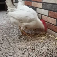 دوعددخروس|حیوانات مزرعه|قم, ولیعصر|دیوار