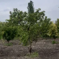 باغچه ویلایی فروش فوری کلیومتر ۴ سنتو