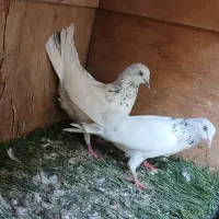 کبوتر رنگی|پرنده|بندر ماهشهر, |دیوار