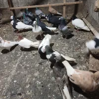 کبوتر پرشی رنگی