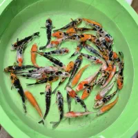 همه سایز کوی|ماهی|شیراز, شهرک بهار|دیوار