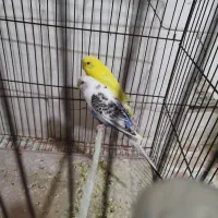 فروش مرغ عشق با قفس
