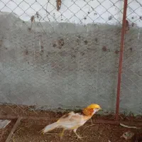 مرغ نر وماده