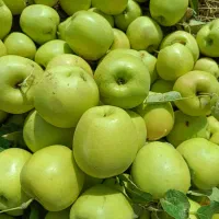 فروش سیب درختی با کیفیت وعالی