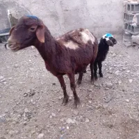 میش زایده افشاری و گزلی