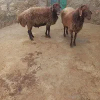 قوچ همو