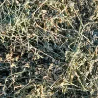 یونجه|عمده‌فروشی|اصفهان, دانشگاه اصفهان|دیوار