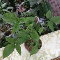 گل طبیعی|گل و گیاه طبیعی|خرم‌آباد, |دیوار