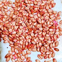 گندم اصلاح شده بذری سالار