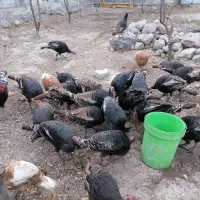 بوقلمون محلی با وزن|حیوانات مزرعه|مشگین شهر, |دیوار