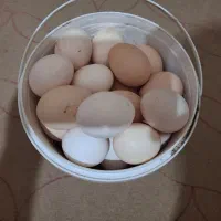 تخم مرغ اصیل سلطان|حیوانات مزرعه|شیراز, شاه قلی بیگی|دیوار