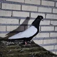 ماده سینه سیاه|پرنده|سوسنگرد, |دیوار