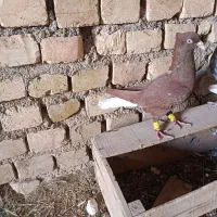 کبوتر دم سفید|پرنده|دشتابی, |دیوار