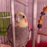 عروس هلندی بالغ و سرلاکی