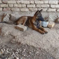 سگ مالنیوز|سگ|داراب, |دیوار