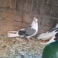 ۵عدد دوکت سبز سیاه|پرنده|اردکان, |دیوار