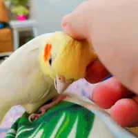 لوتینو زعفرانی نر|پرنده|رشت, نظری|دیوار