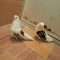 گبوتر|پرنده|گلپایگان, |دیوار