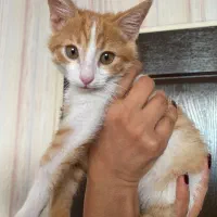 واگذاری رایگان گربه|گربه|کرمان, |دیوار