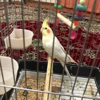 طوطی|پرنده|قزوین, |دیوار